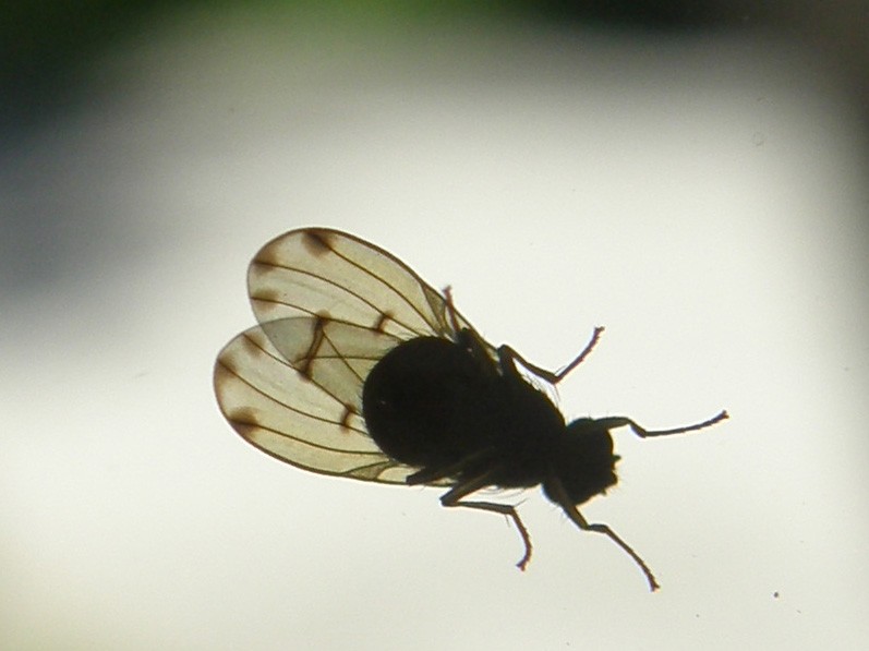 Ali variegate:Meiosimyza decempunctata