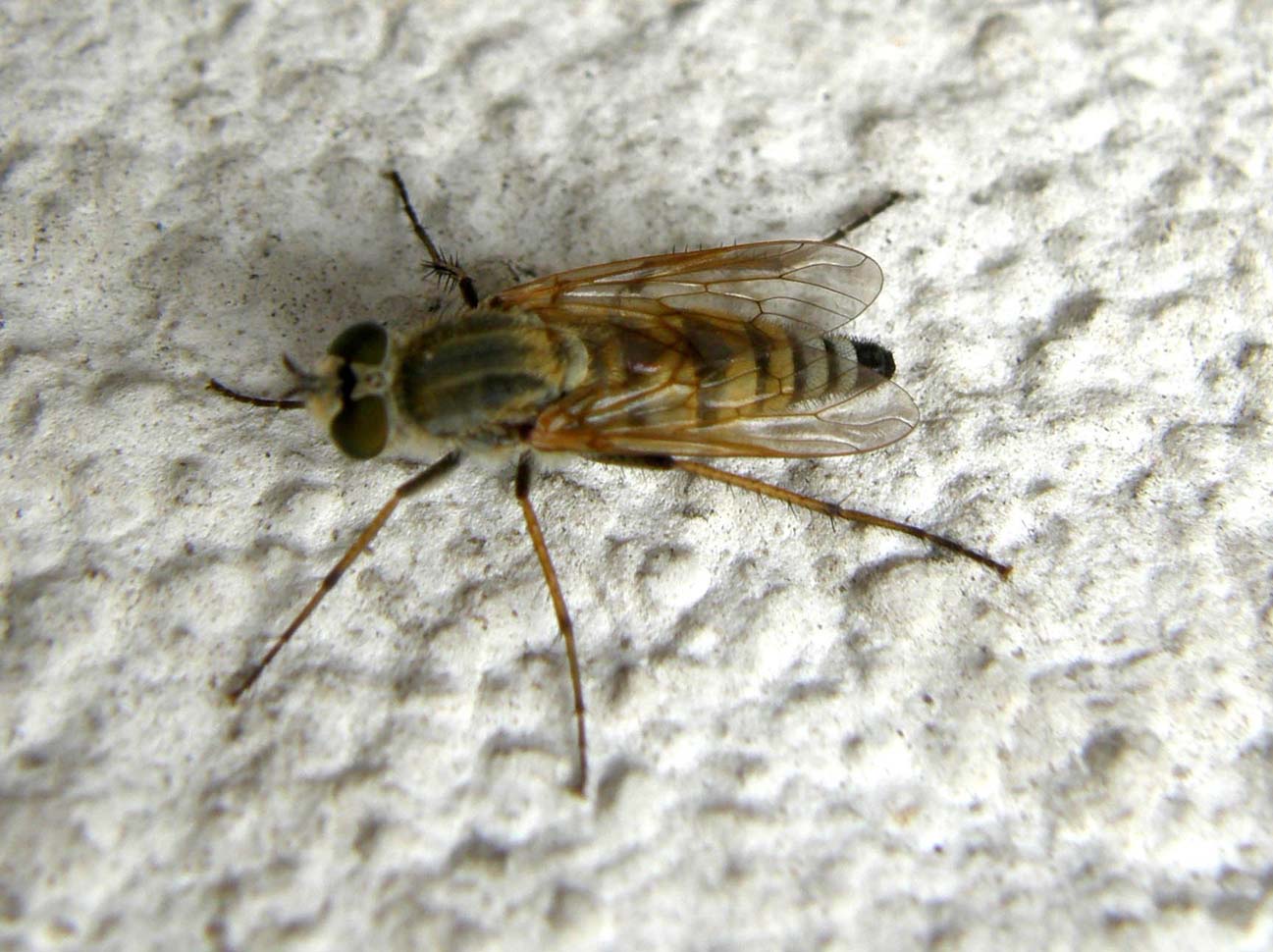 Thereva sp. (Therevidae)