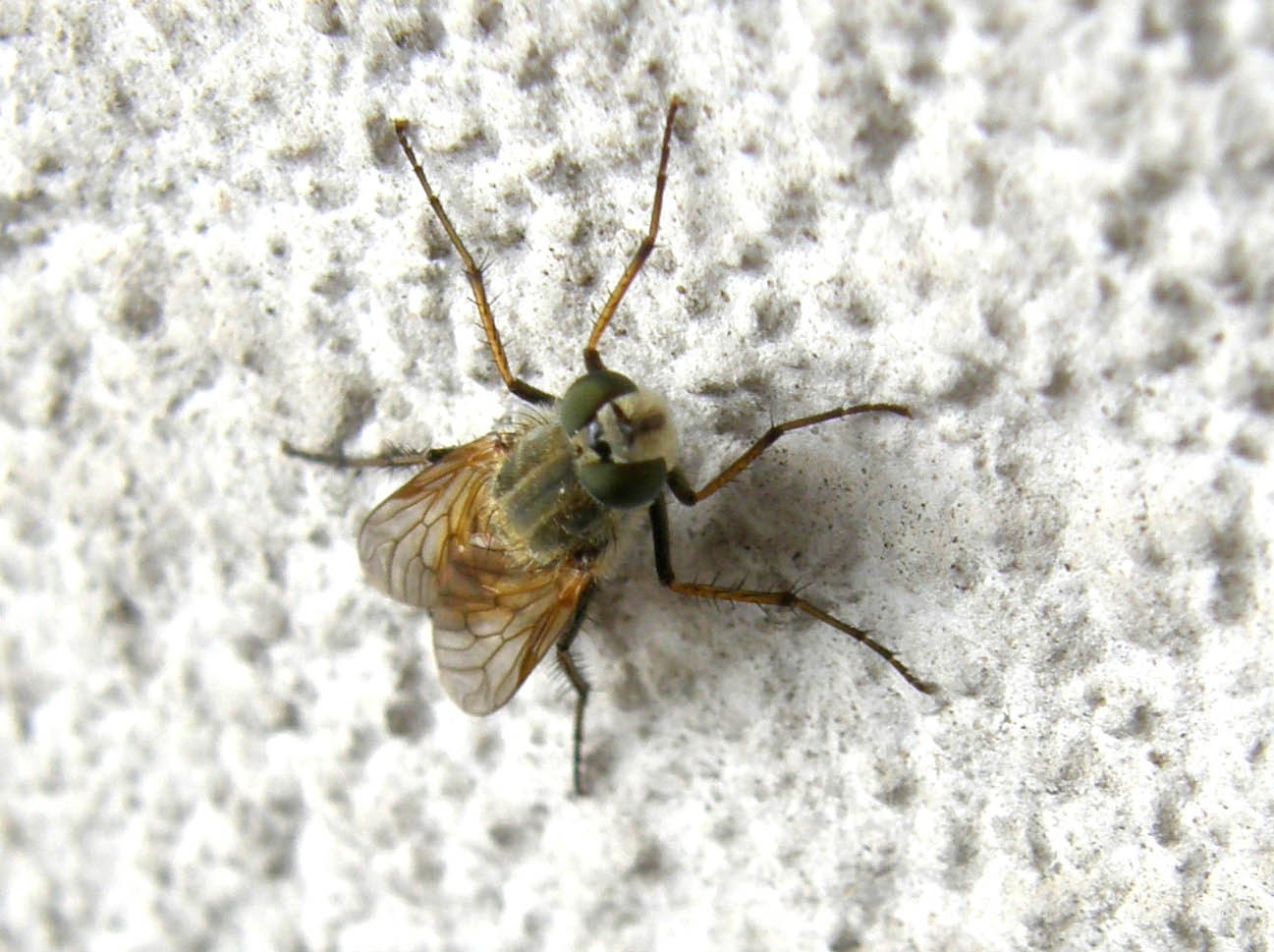 Thereva sp. (Therevidae)