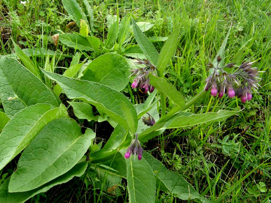 Symphytum officinale