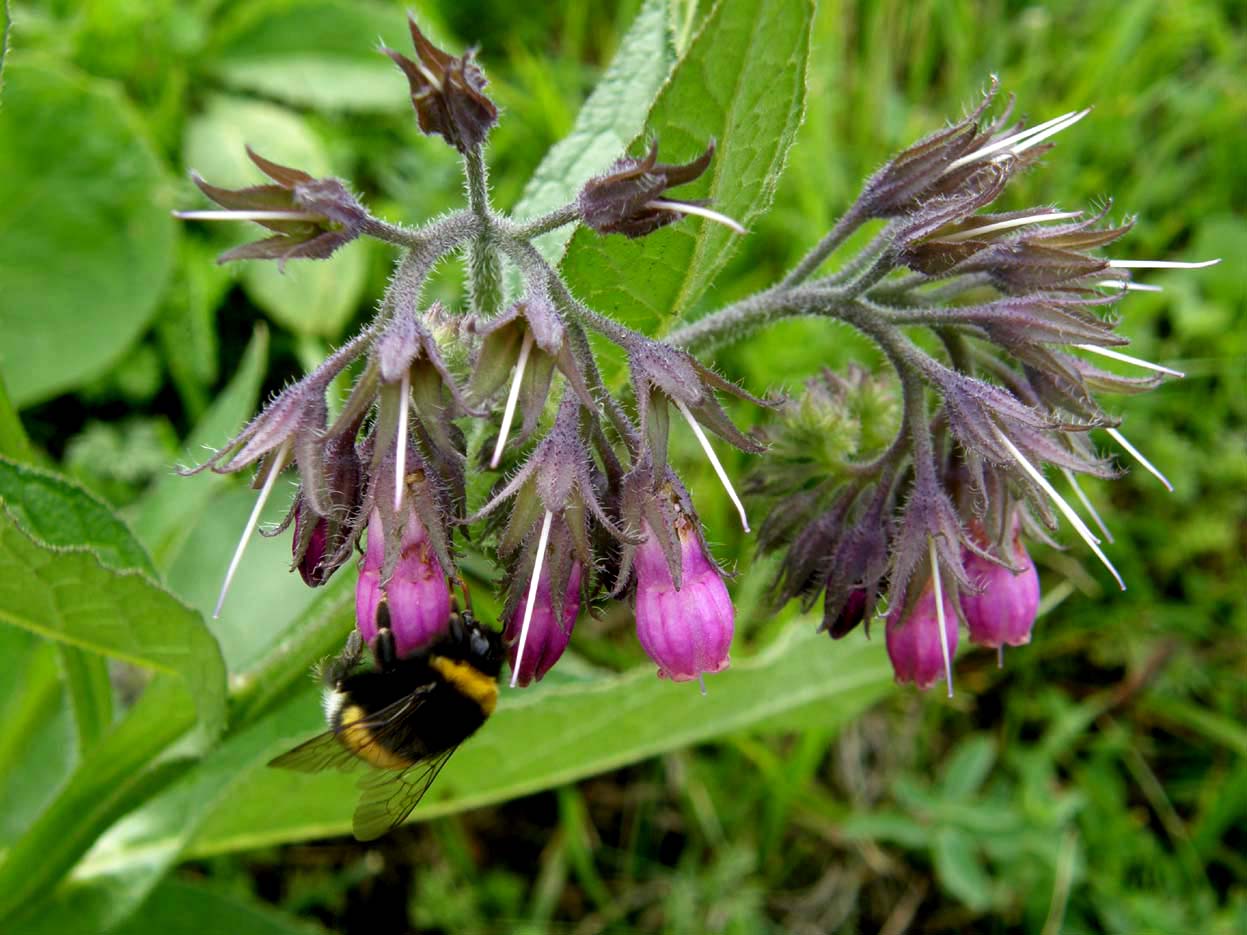 Symphytum officinale