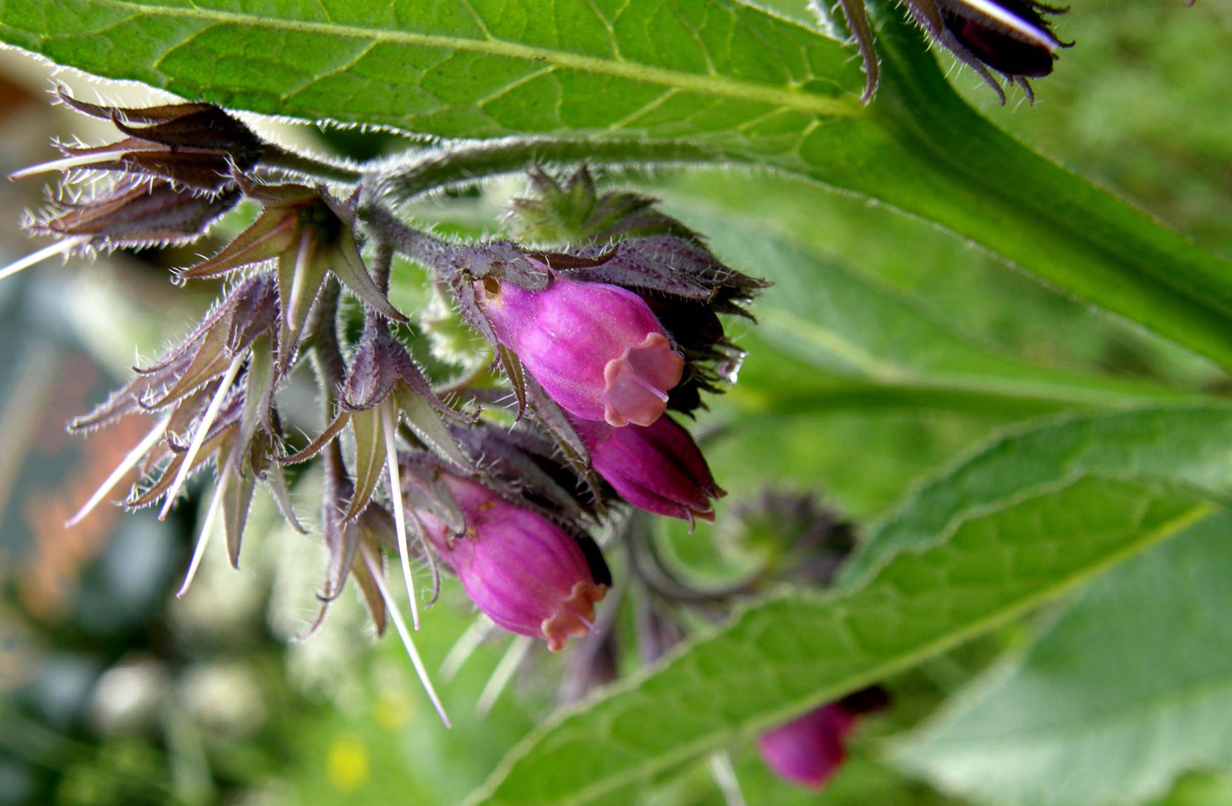 Symphytum officinale