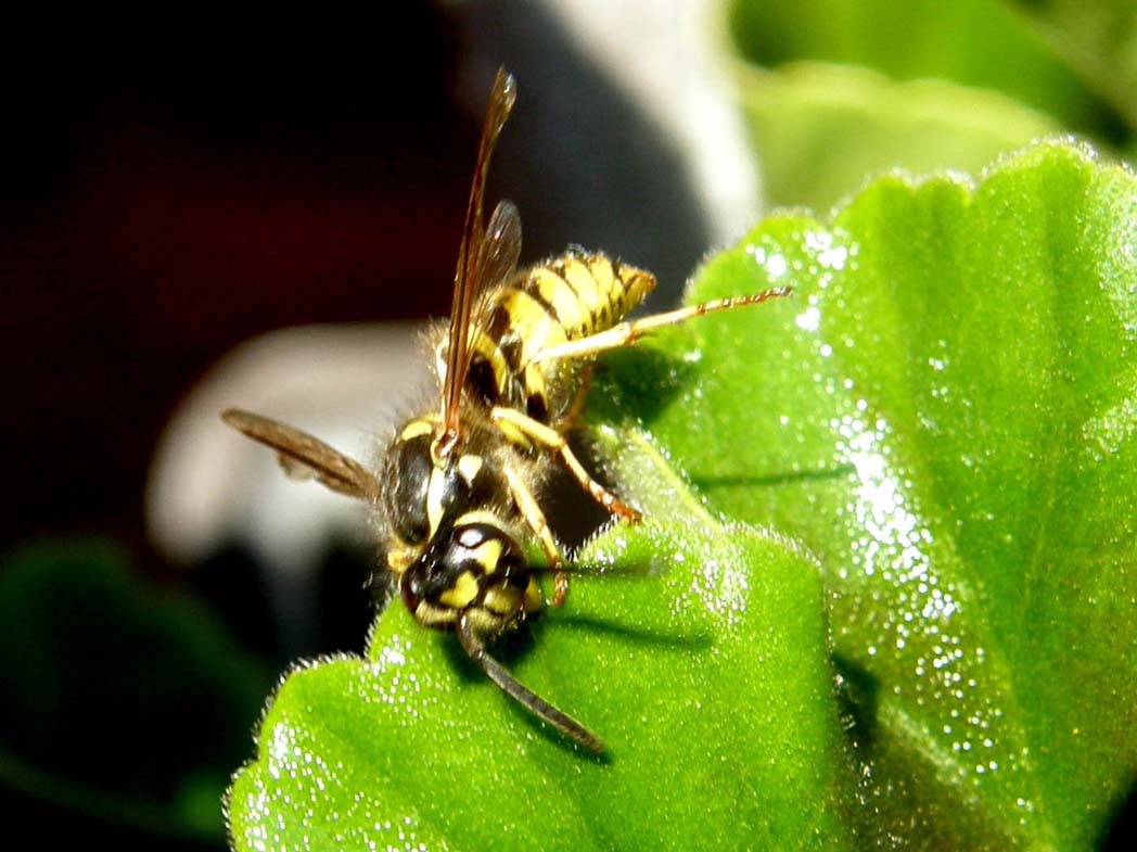 Polistes (Sulcopolistes) sp.  e Vespula sp. (cfr)