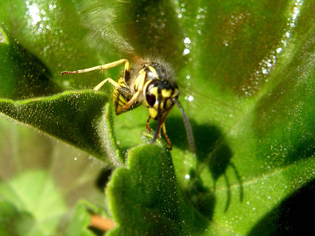 Polistes (Sulcopolistes) sp.  e Vespula sp. (cfr)