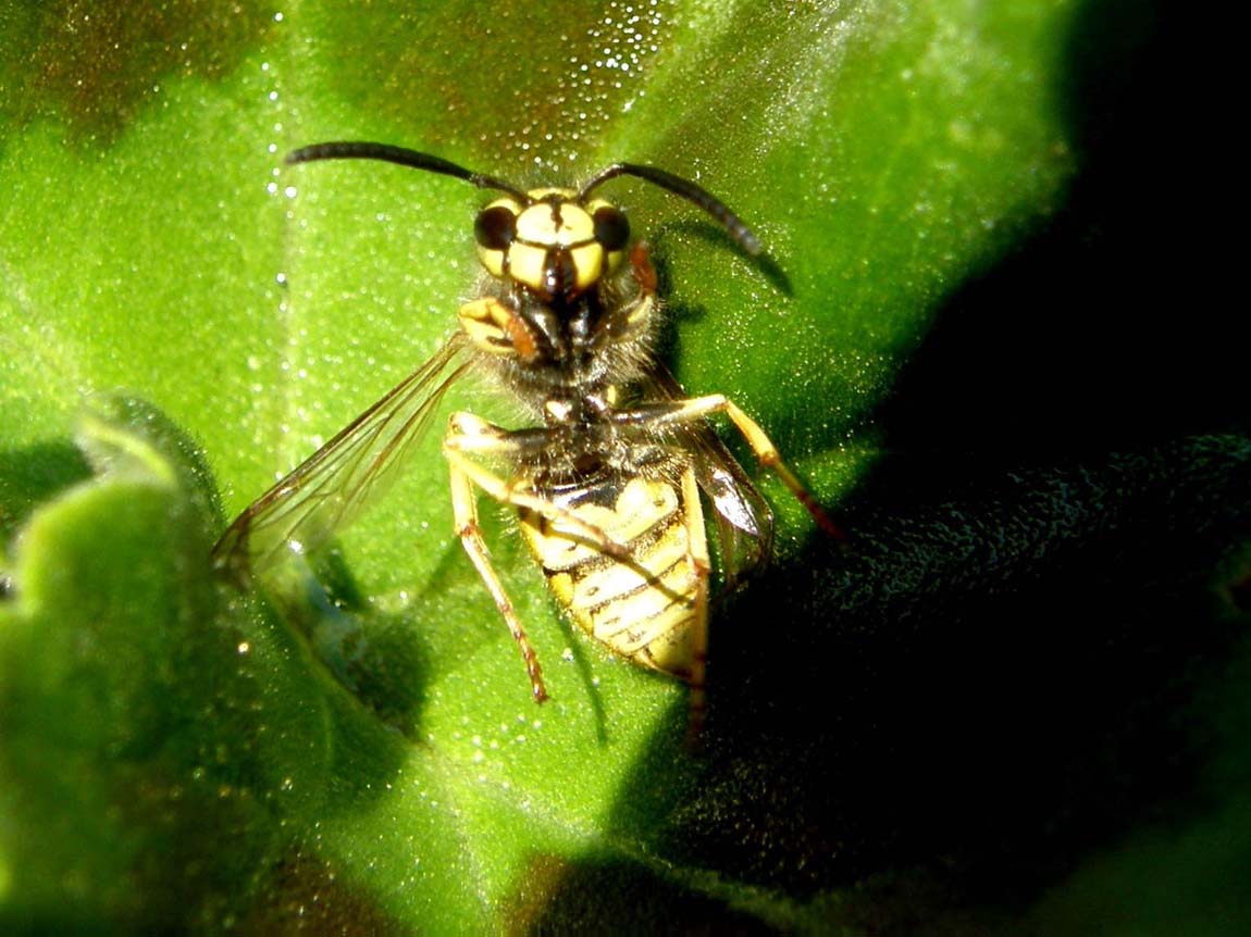 Polistes (Sulcopolistes) sp.  e Vespula sp. (cfr)