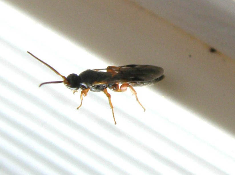 Imenotteri dalle lunghe antenne (Ichneumonidae e Braconidae)