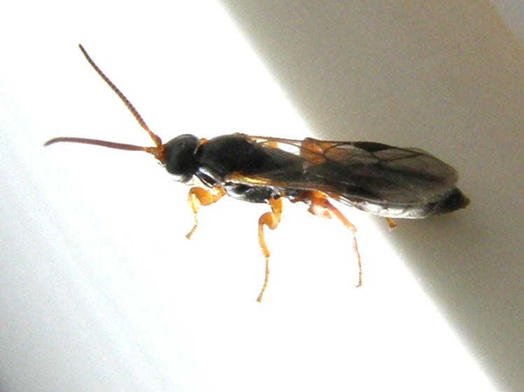 Imenotteri dalle lunghe antenne (Ichneumonidae e Braconidae)