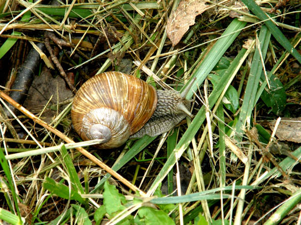 Chiocciola albina ?