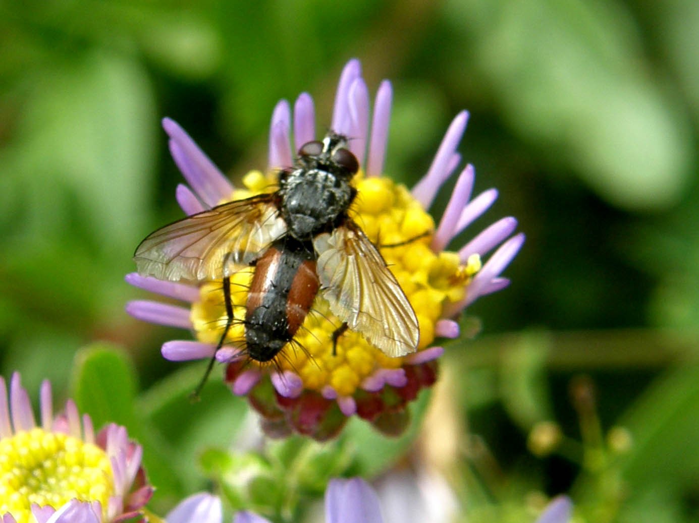 Clairvillia sp