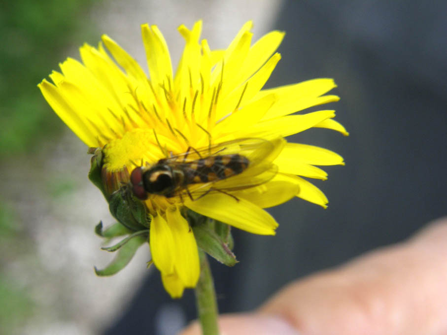 Meliscaeva auricollis (Syrphidae)