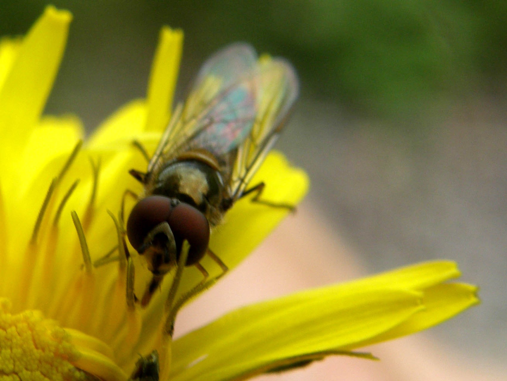 Meliscaeva auricollis (Syrphidae)