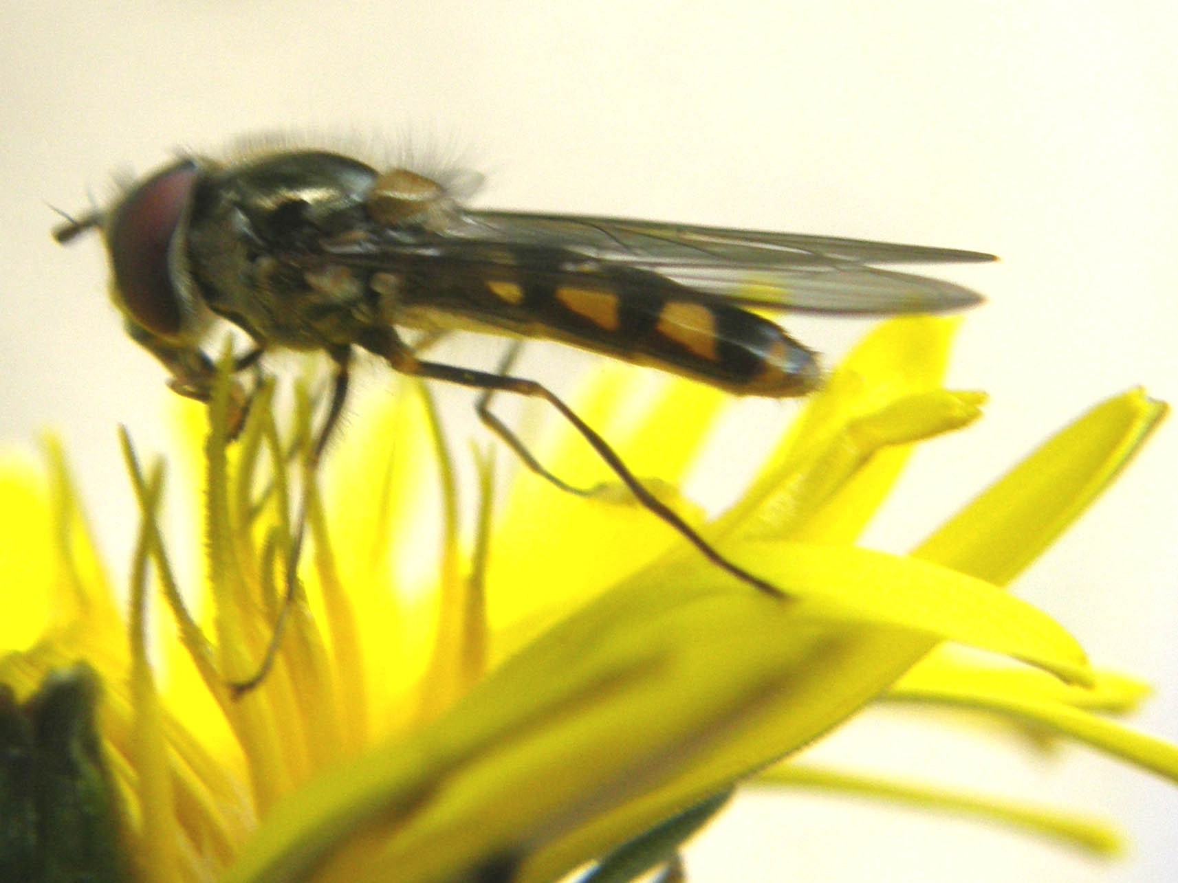 Meliscaeva auricollis (Syrphidae)