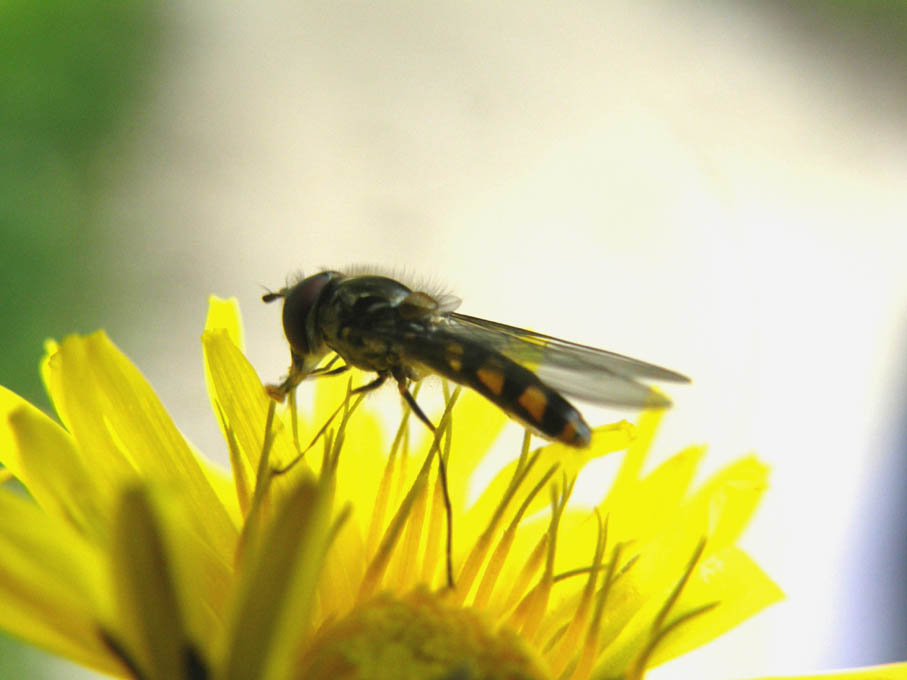 Meliscaeva auricollis (Syrphidae)