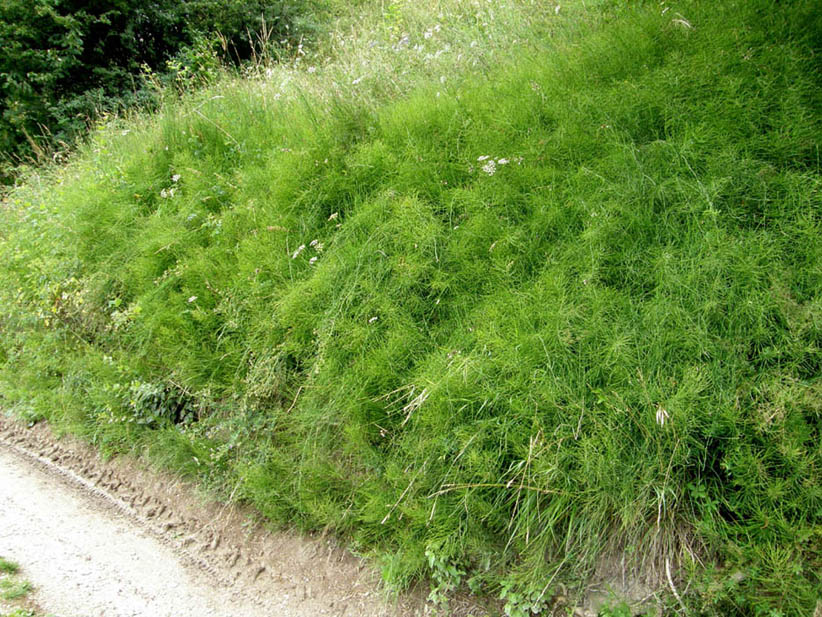 Equisetum cfr. arvense