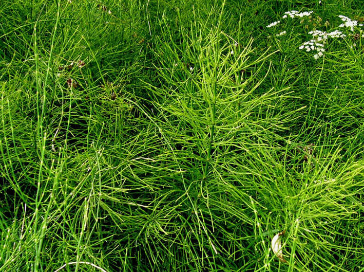Equisetum cfr. arvense
