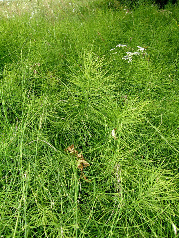 Equisetum cfr. arvense