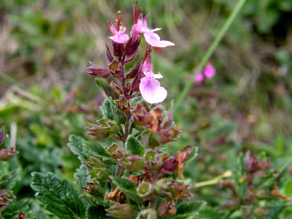 Teucrium chamaedrys