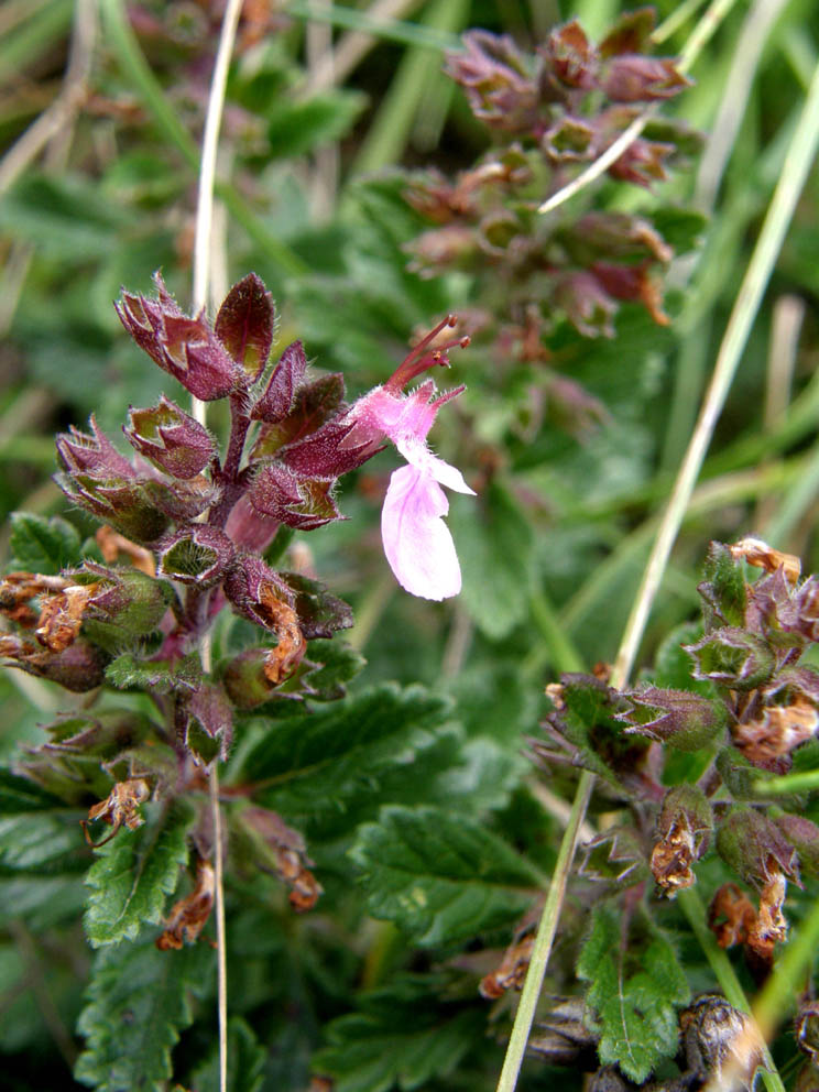 Teucrium chamaedrys