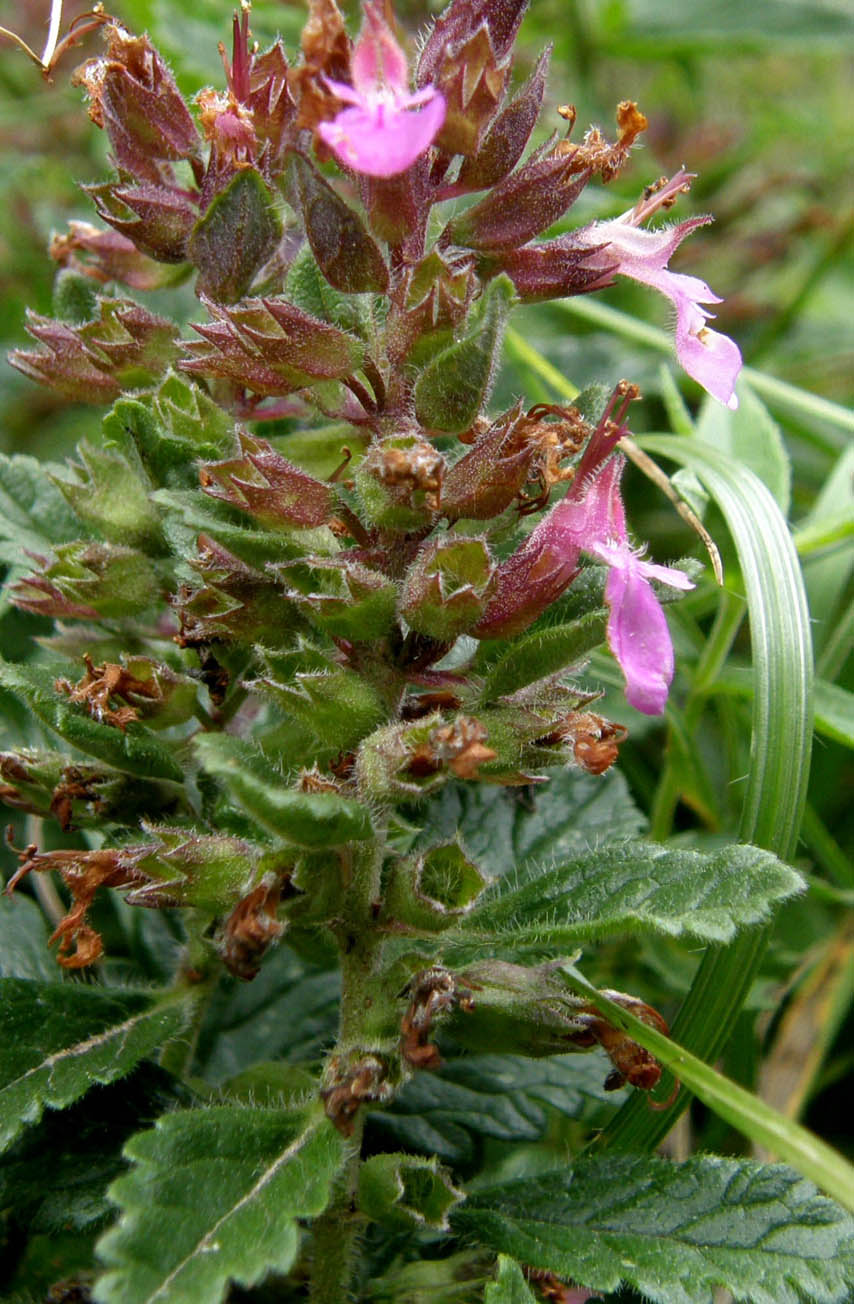 Teucrium chamaedrys