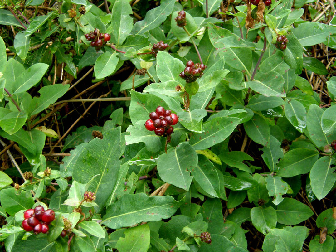 Lonicera periclymenum / Caprifoglio atlantico