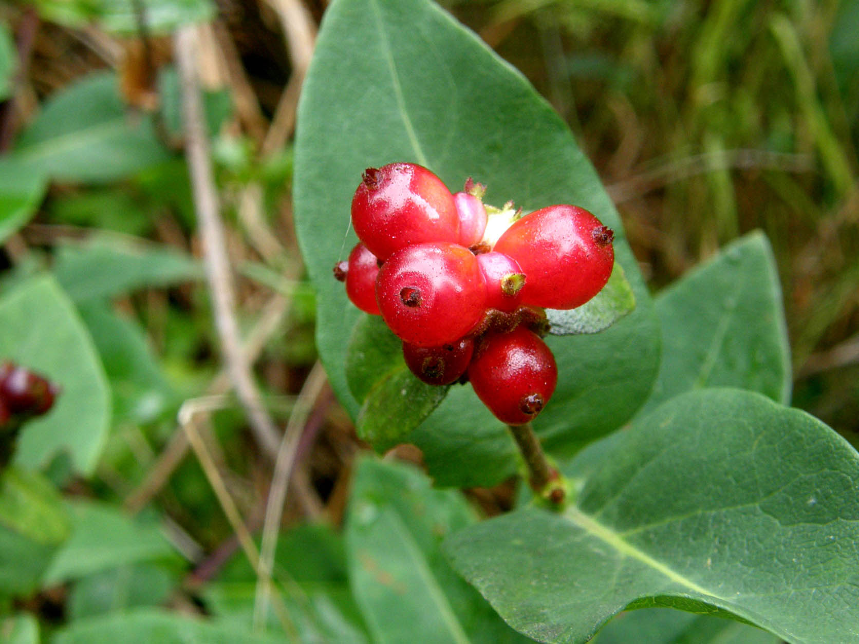 Lonicera periclymenum / Caprifoglio atlantico