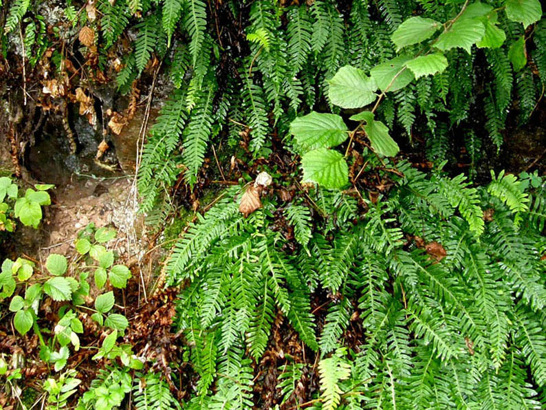 Polypodium vulgare / polipodio comune