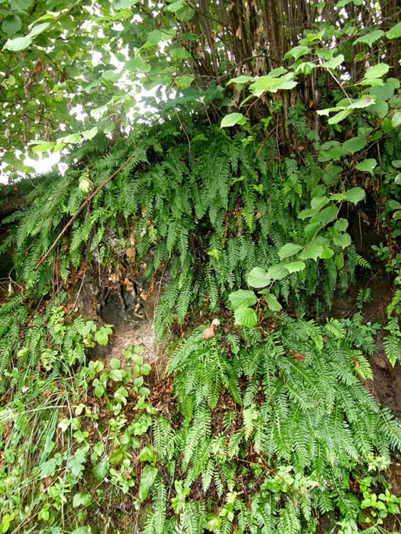 Polypodium vulgare / polipodio comune