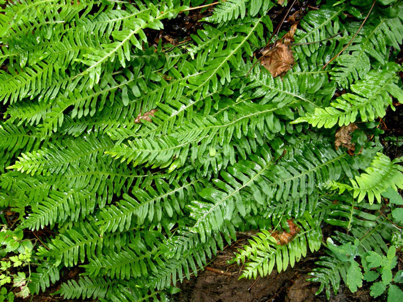 Polypodium vulgare / polipodio comune