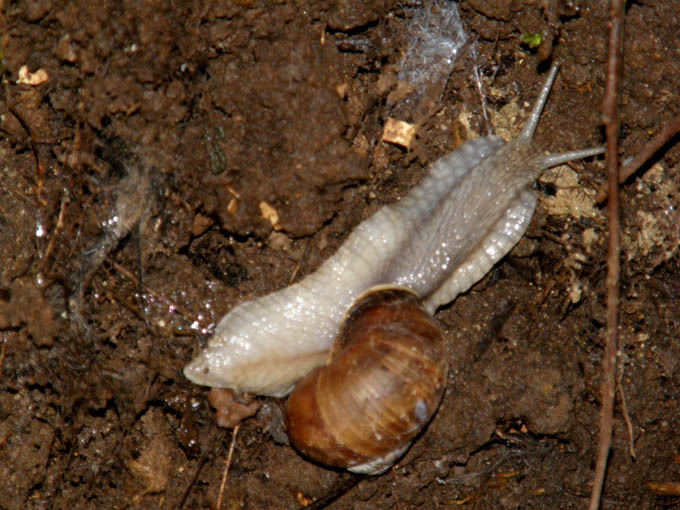 Chiocciola albina ?