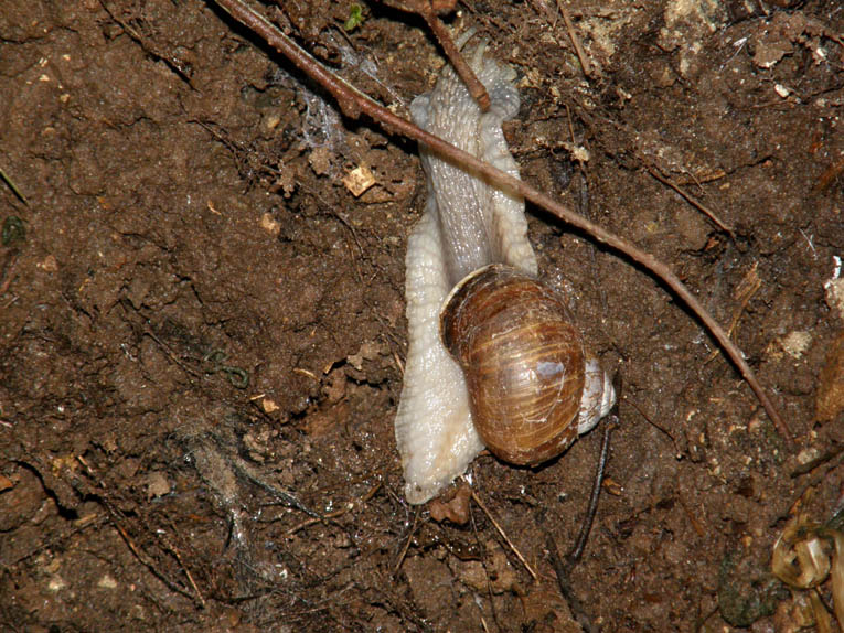 Chiocciola albina ?