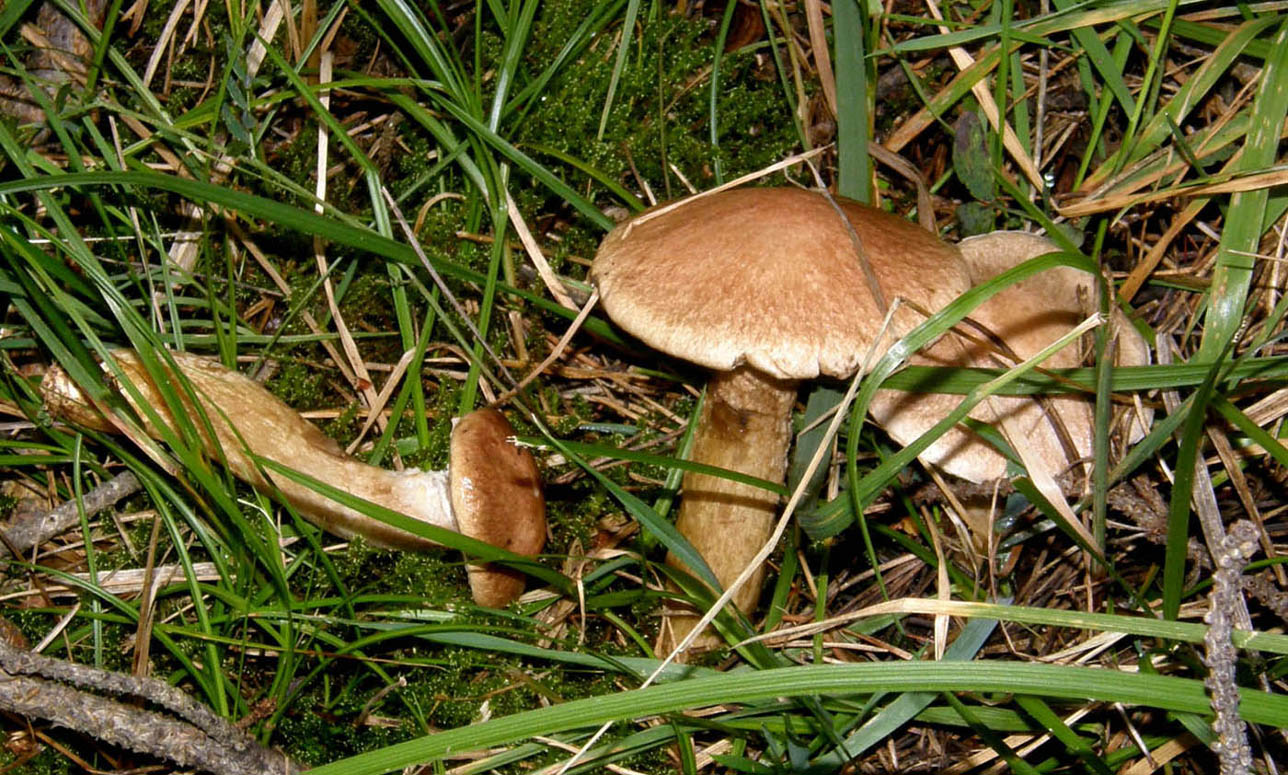 Altri funghi altoatesini 1