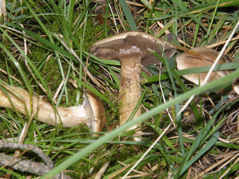 Altri funghi altoatesini 1