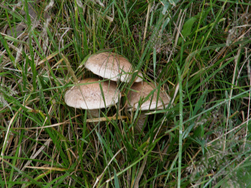 Altri funghi altoatesini 2