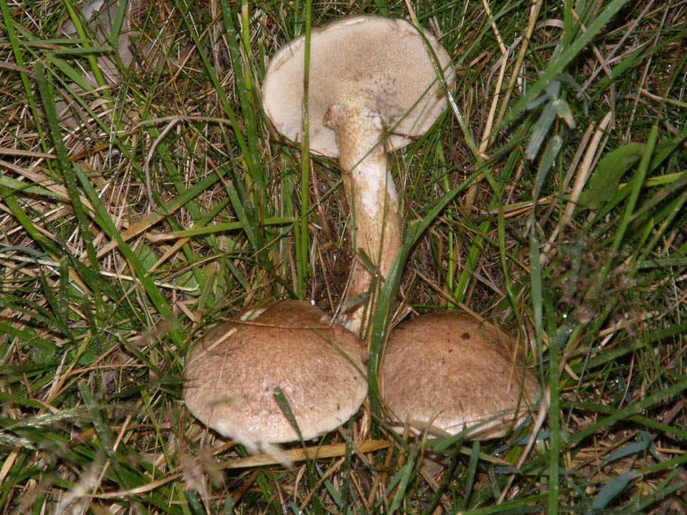 Altri funghi altoatesini 2
