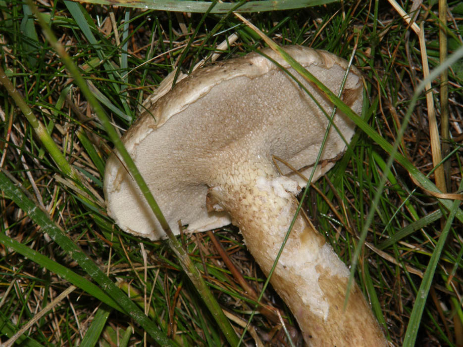 Altri funghi altoatesini 2