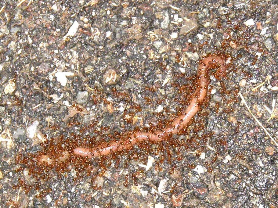 Tante formiche rosse (cfr Myrmica sp.) ed un povero lombrico