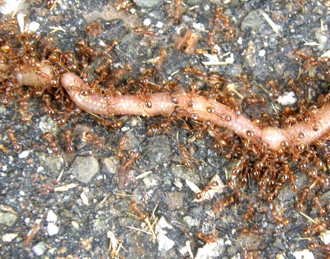 Tante formiche rosse (cfr Myrmica sp.) ed un povero lombrico