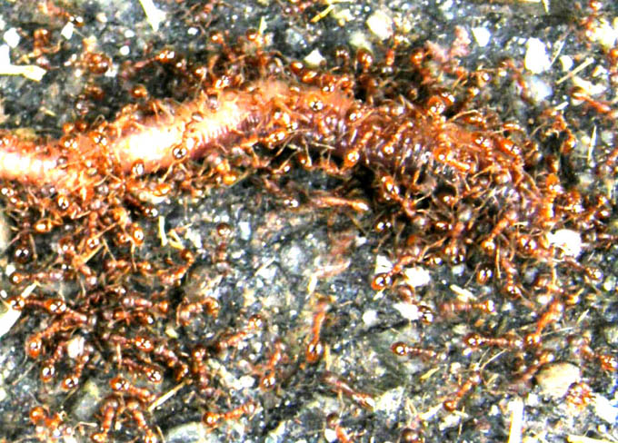 Tante formiche rosse (cfr Myrmica sp.) ed un povero lombrico