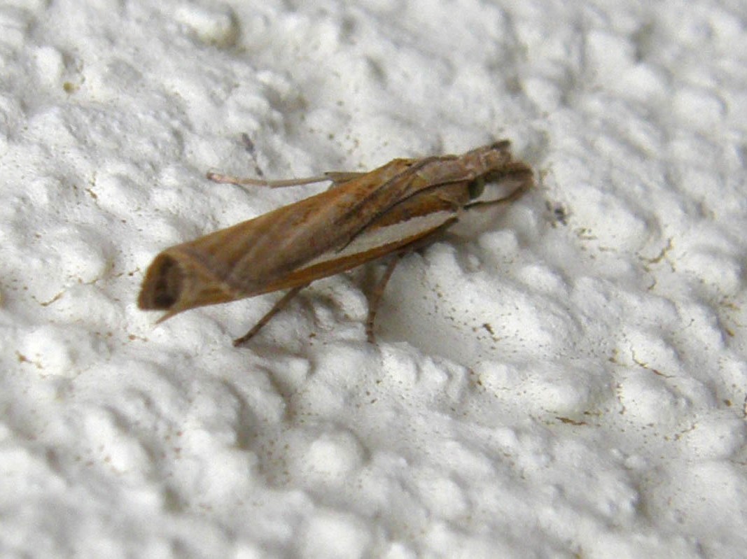 Agriphila sp. (Crambidae)