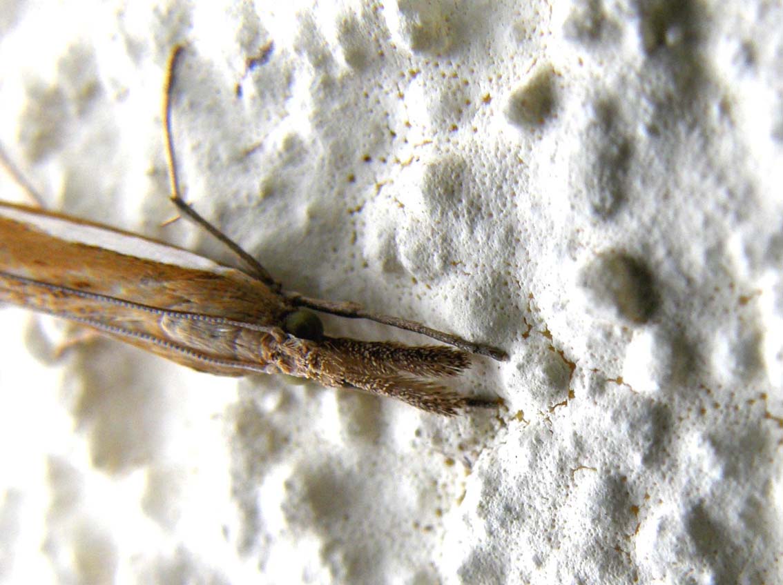 Agriphila sp. (Crambidae)