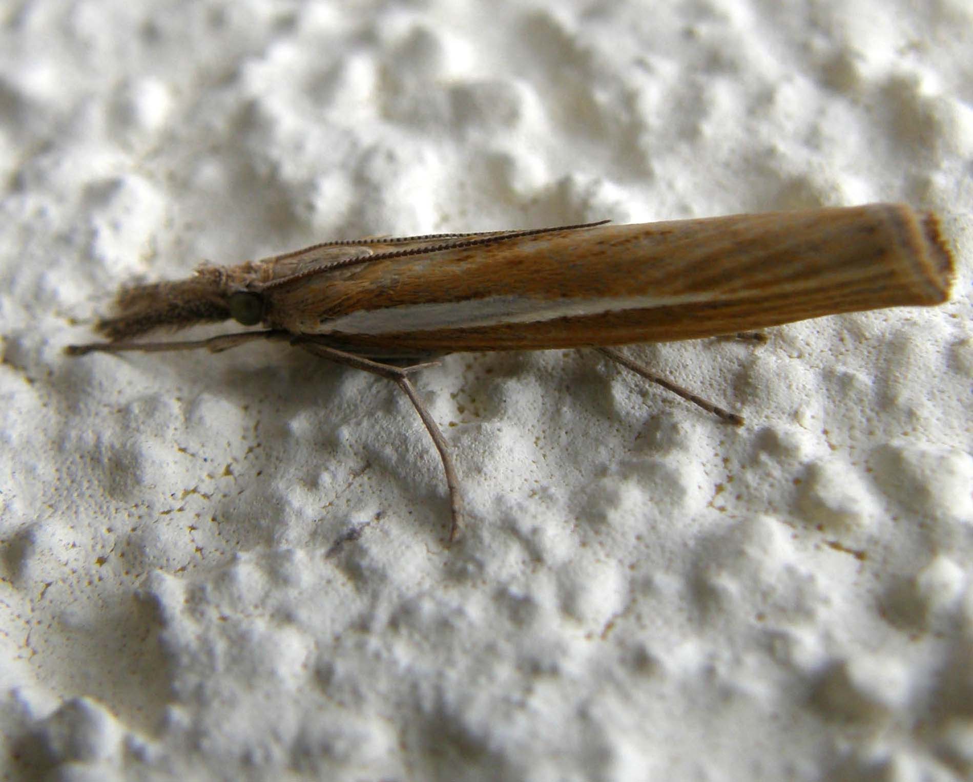 Agriphila sp. (Crambidae)