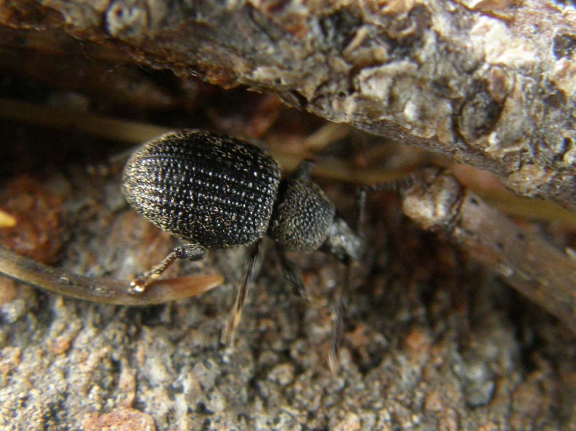 A proposito di Otiorhynchus (armadillo, salicicola, armatus)