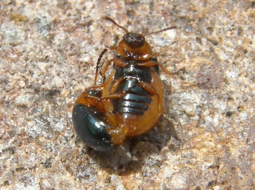 Coleotteri in accoppiamento: coppia di Gastrophysa polygoni