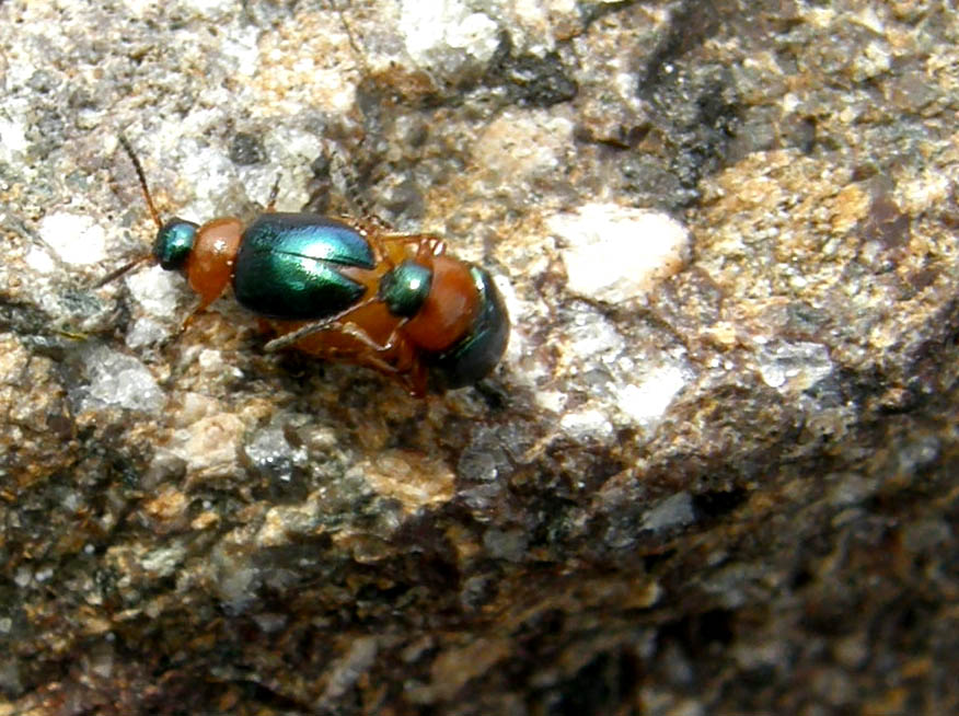 Coleotteri in accoppiamento: coppia di Gastrophysa polygoni