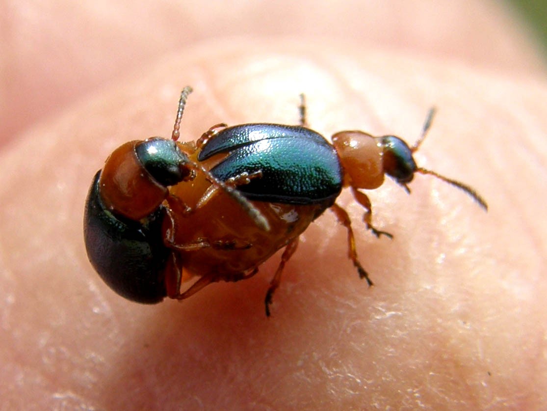Coleotteri in accoppiamento: coppia di Gastrophysa polygoni