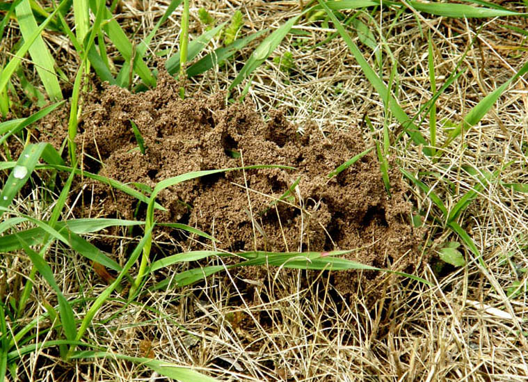 Uno strano formicaio (strutture di terra di Tapinoma?)