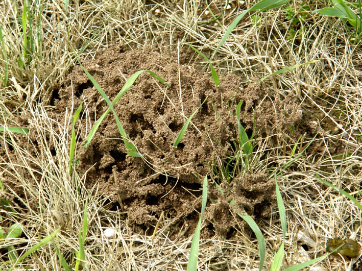 Uno strano formicaio (strutture di terra di Tapinoma?)