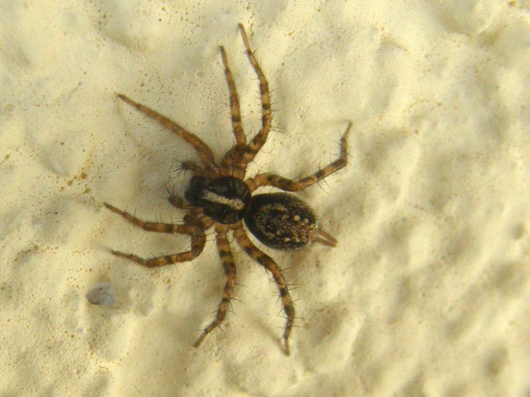 Textrix sp.