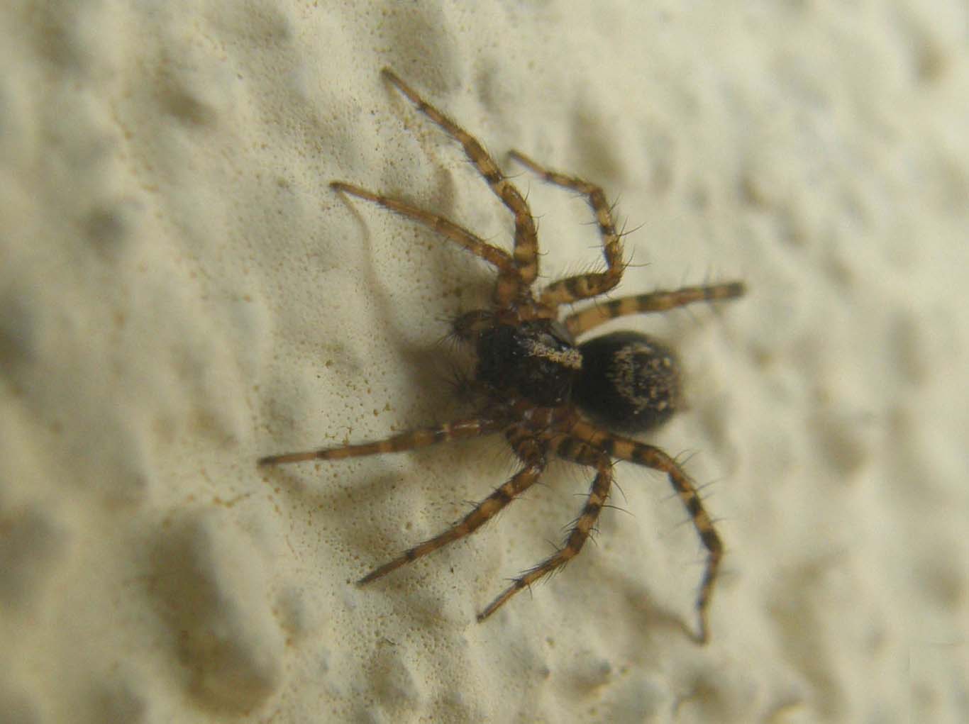 Textrix sp.