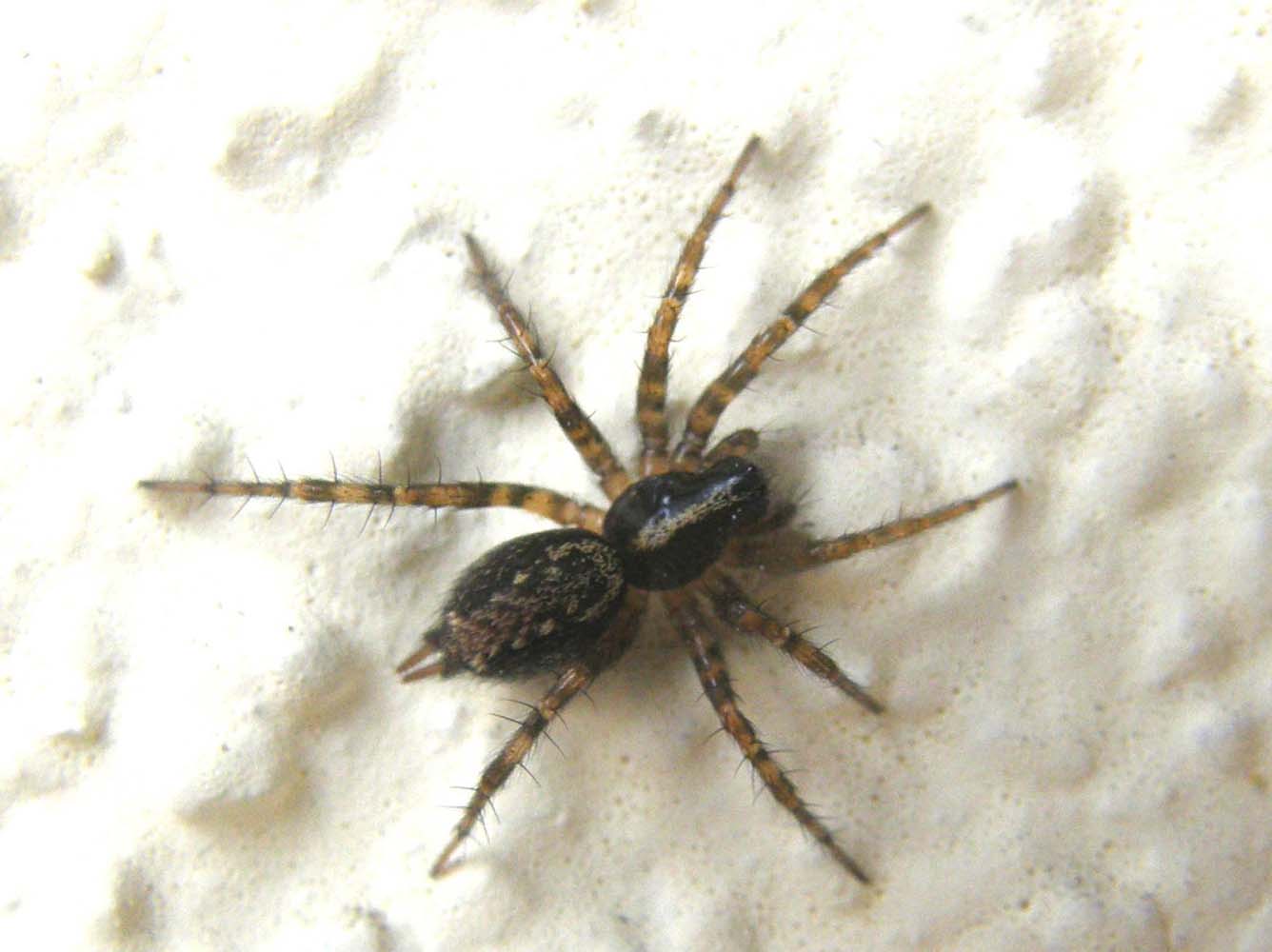 Textrix sp.